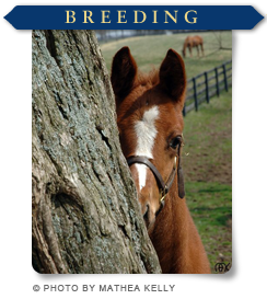 Breeding