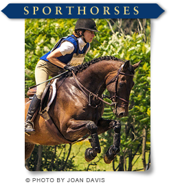 Sporthorses